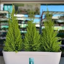Perri Garden