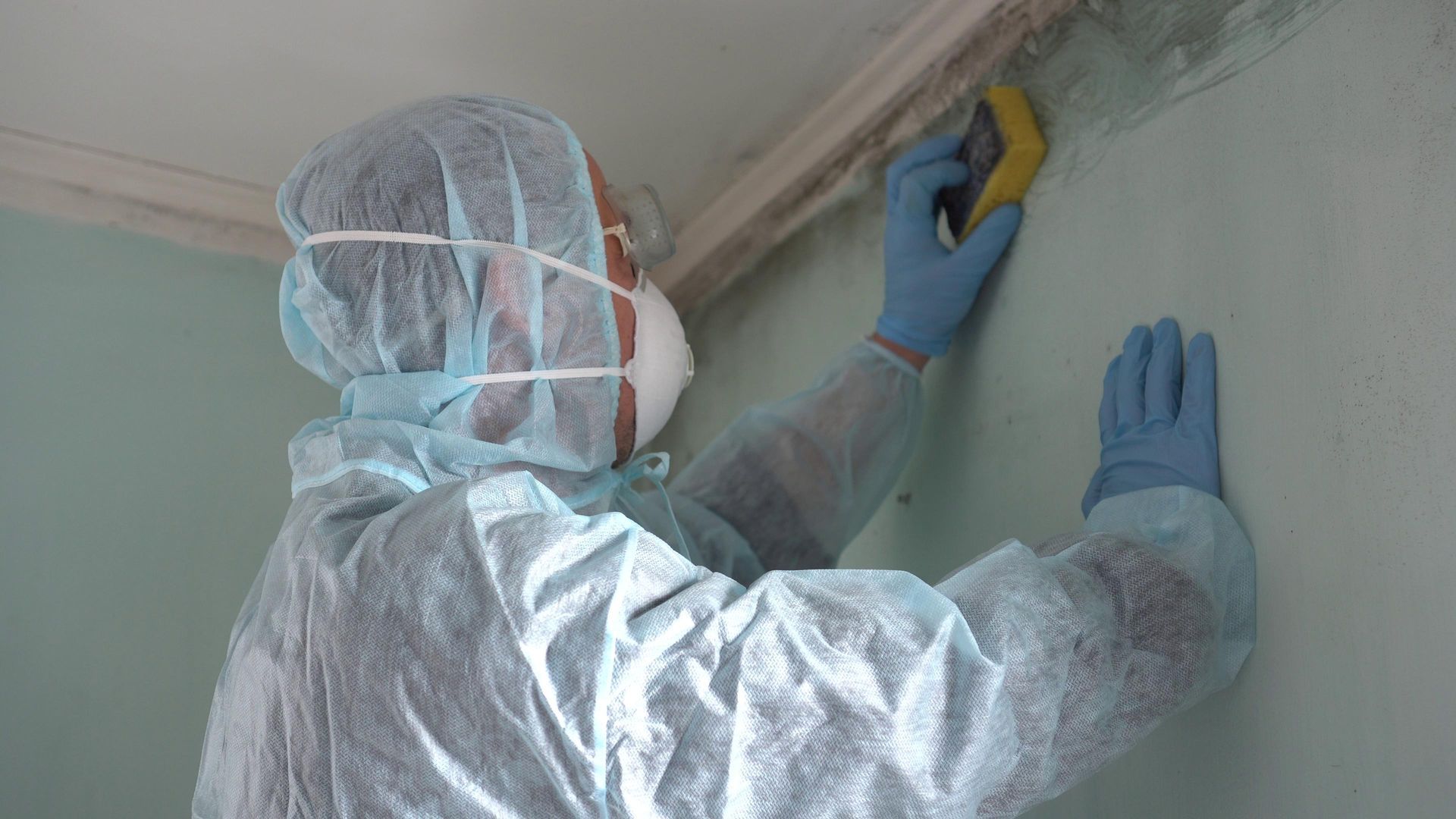 mold remediation services houston tx mold remediation services houston tx