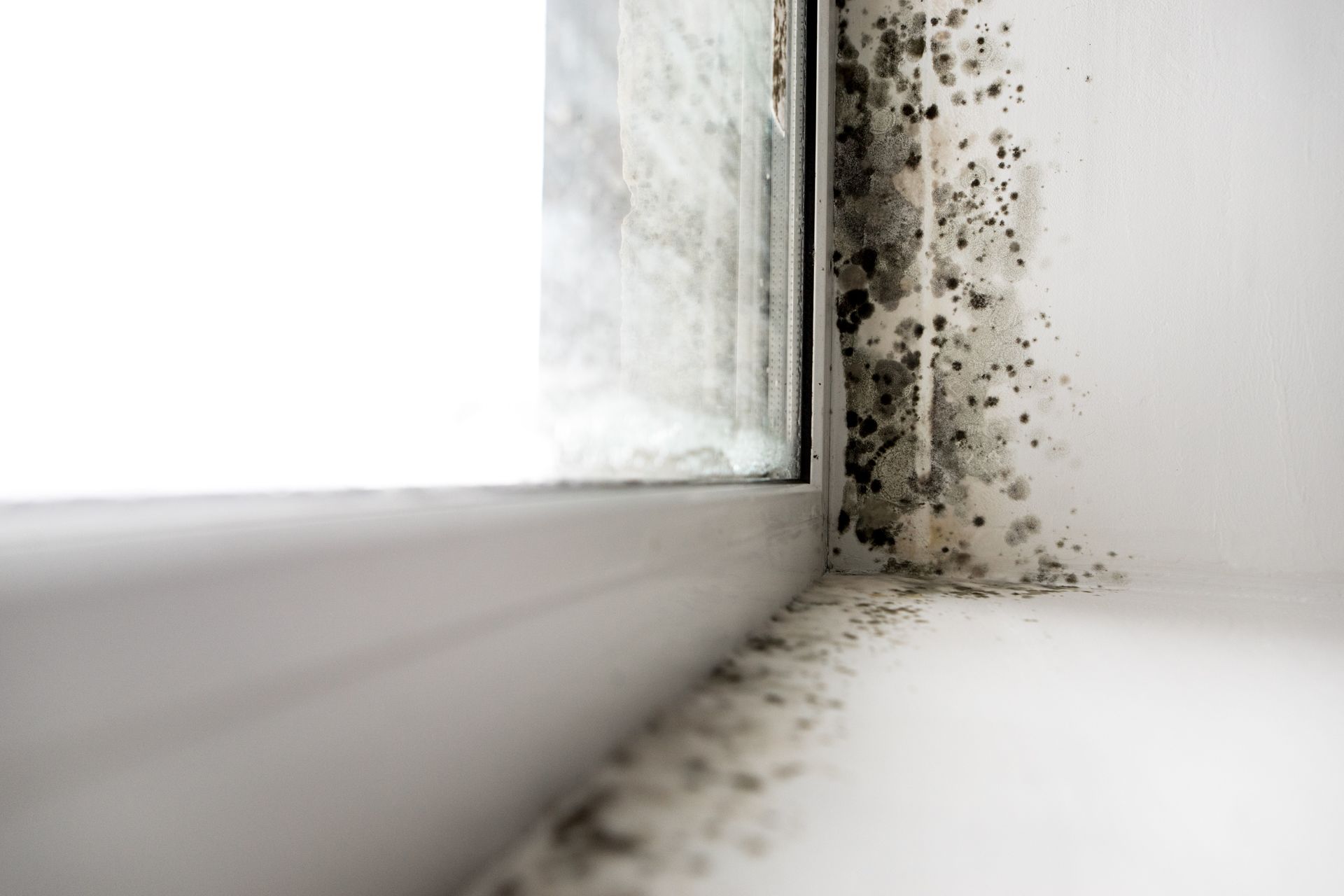 houston mold remediations houston mold remediations