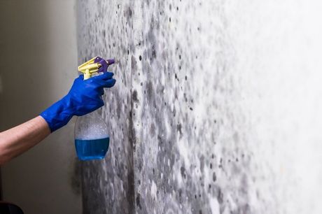 Mold Removal done by our professionals
