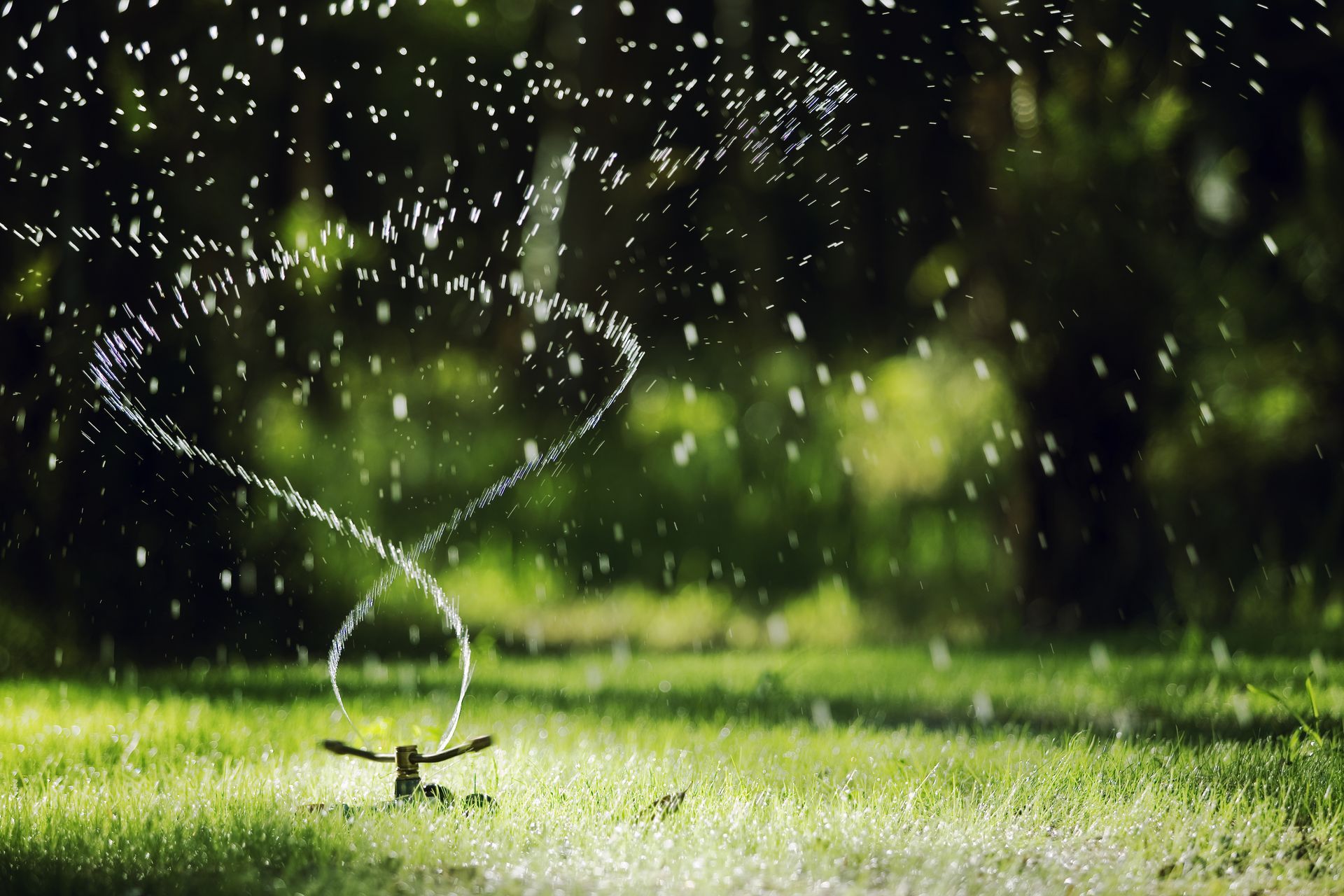 A sprinkler is spraying water on a lush green lawn.
