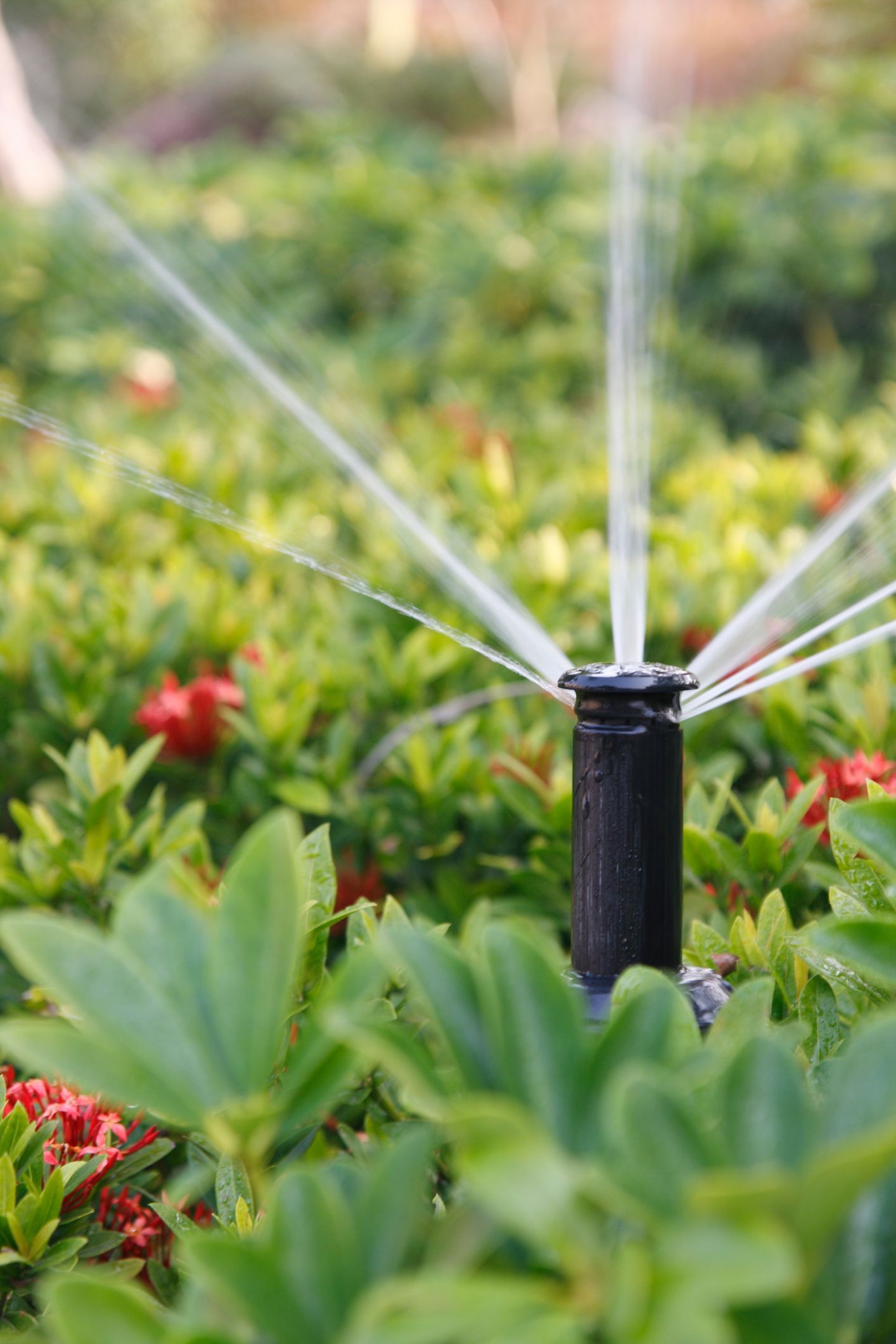 A close up of a sprinkler spraying water in a garden.