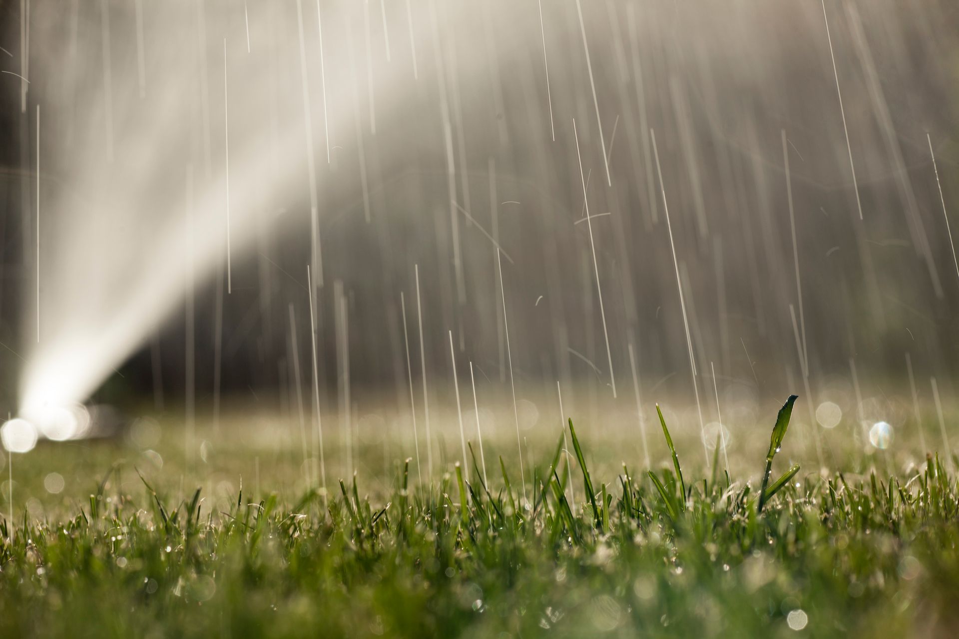 A sprinkler is spraying water on a lush green lawn.