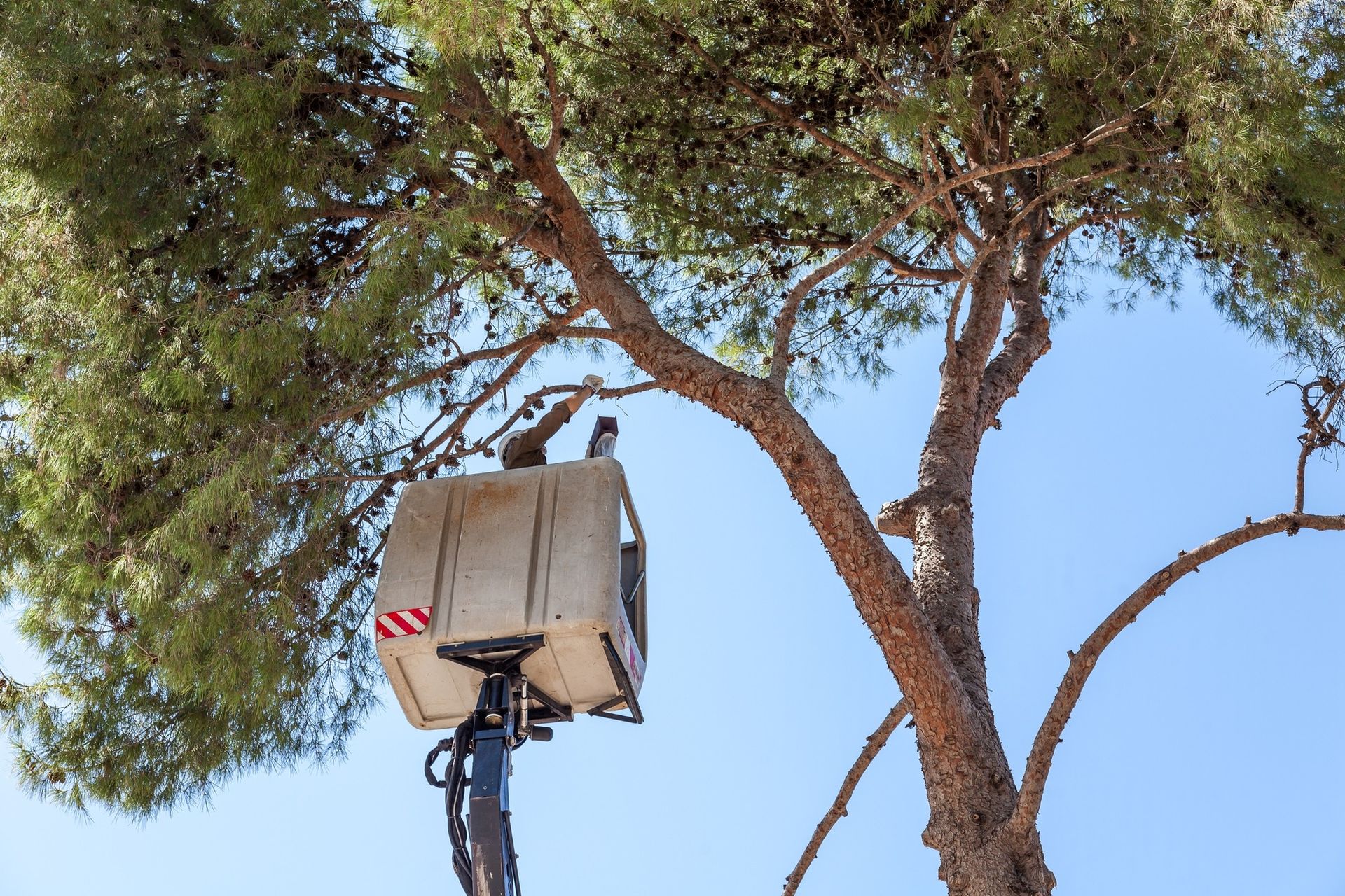 A person is cutting a tree with a crane.