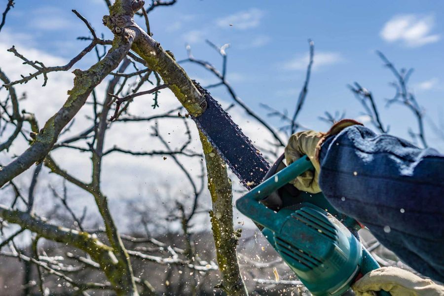 A person is cutting a tree branch with a chainsaw.