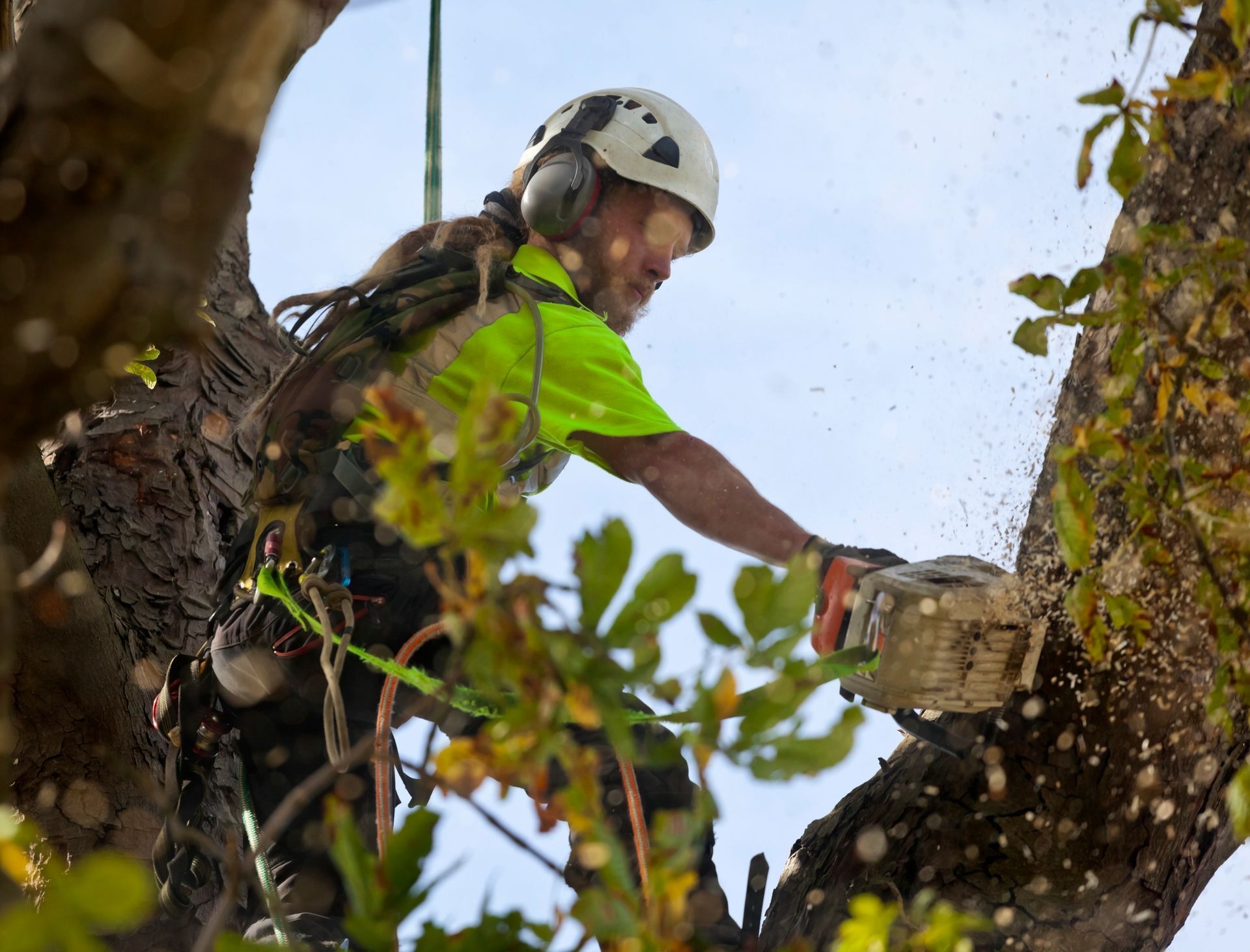 A man is cutting a tree with a chainsaw.