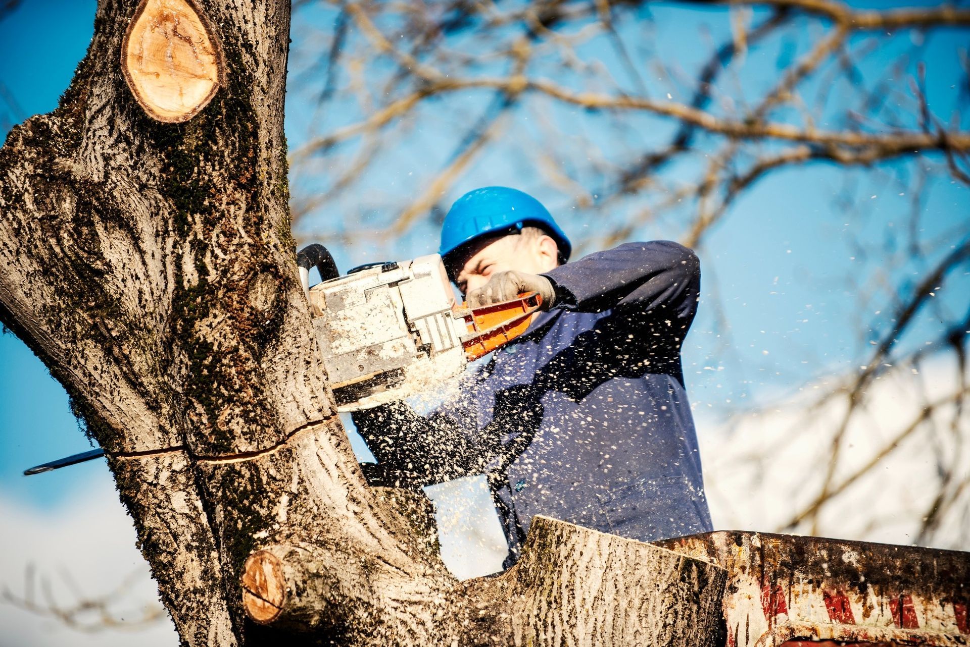 A man is cutting a tree with a chainsaw.