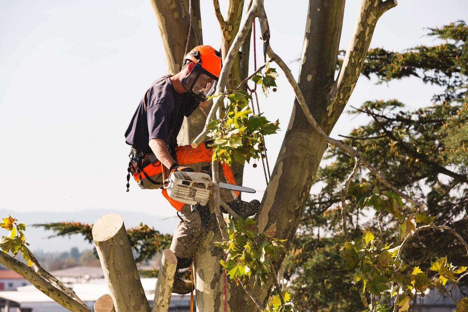 Tree Removals