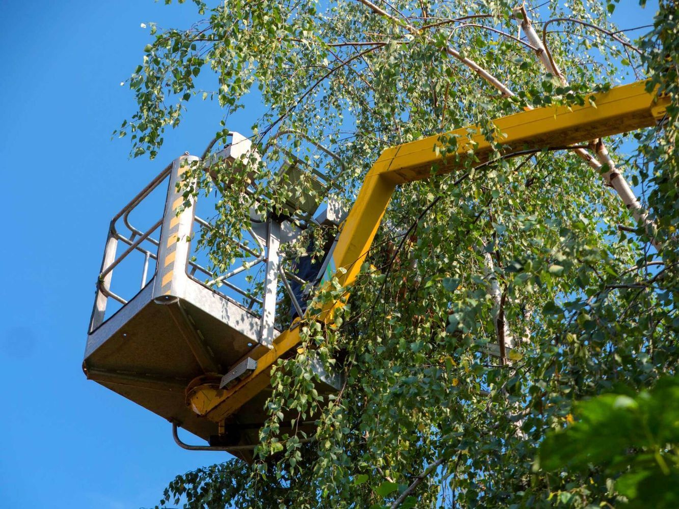 Tree Trimming