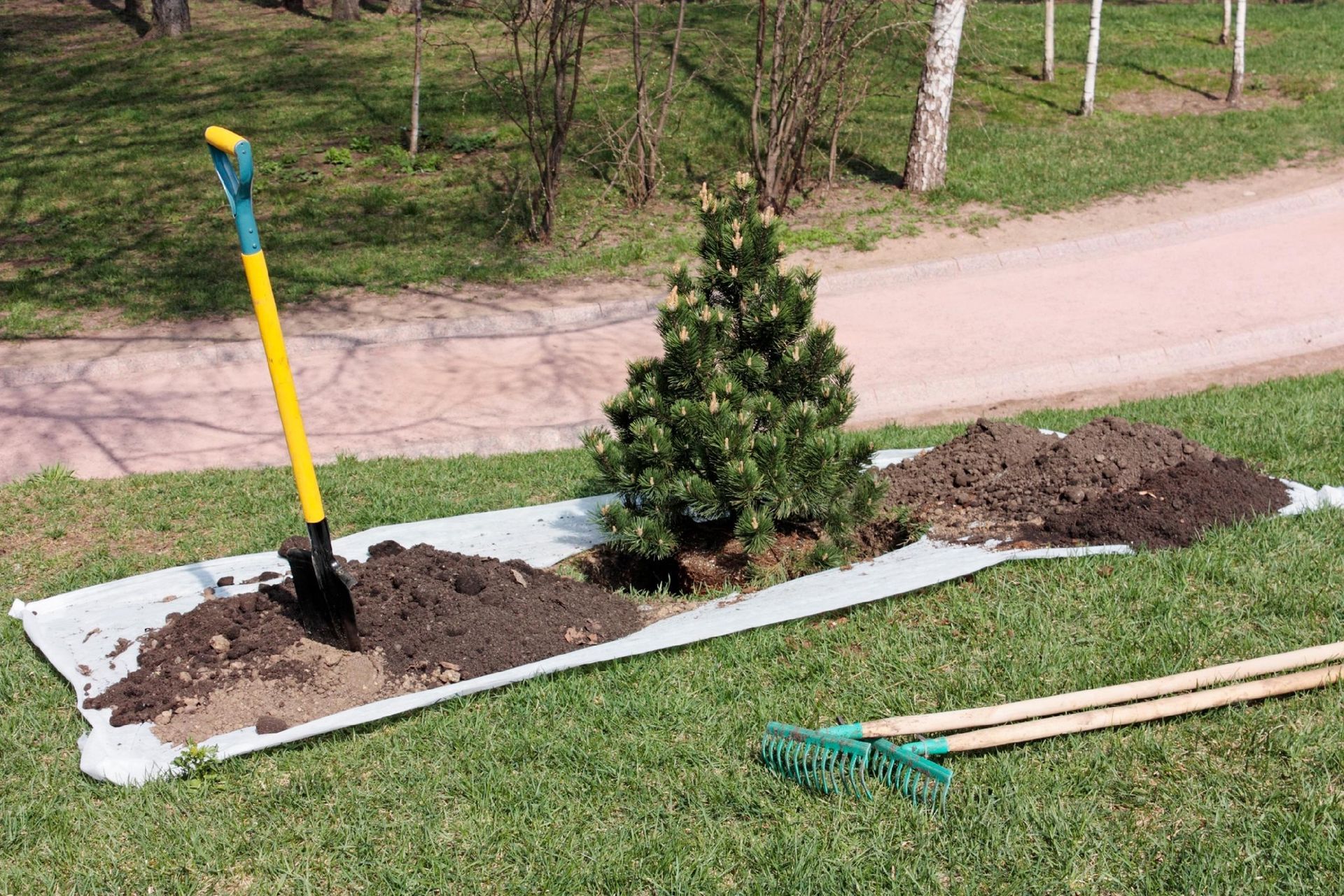 A shovel is sitting in the dirt next to a small tree.