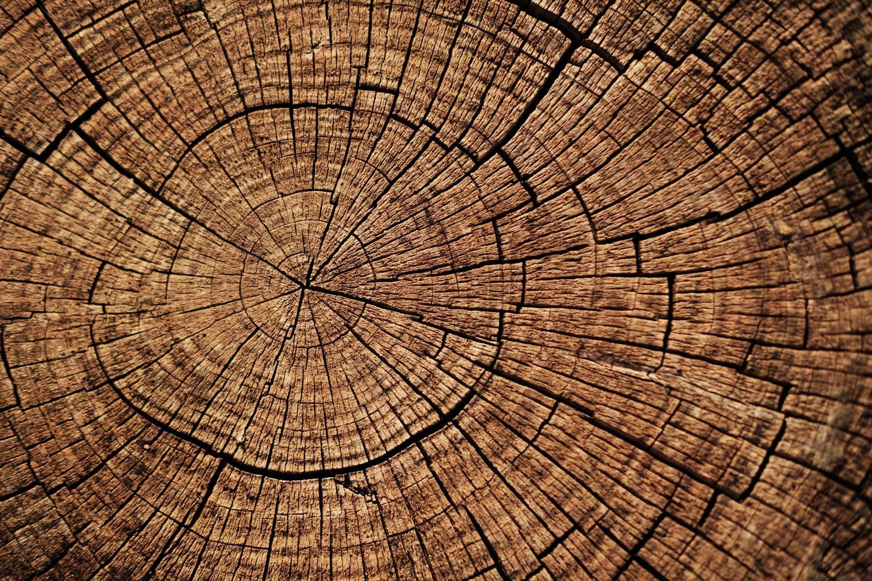 A close up of a tree stump showing the annual rings.