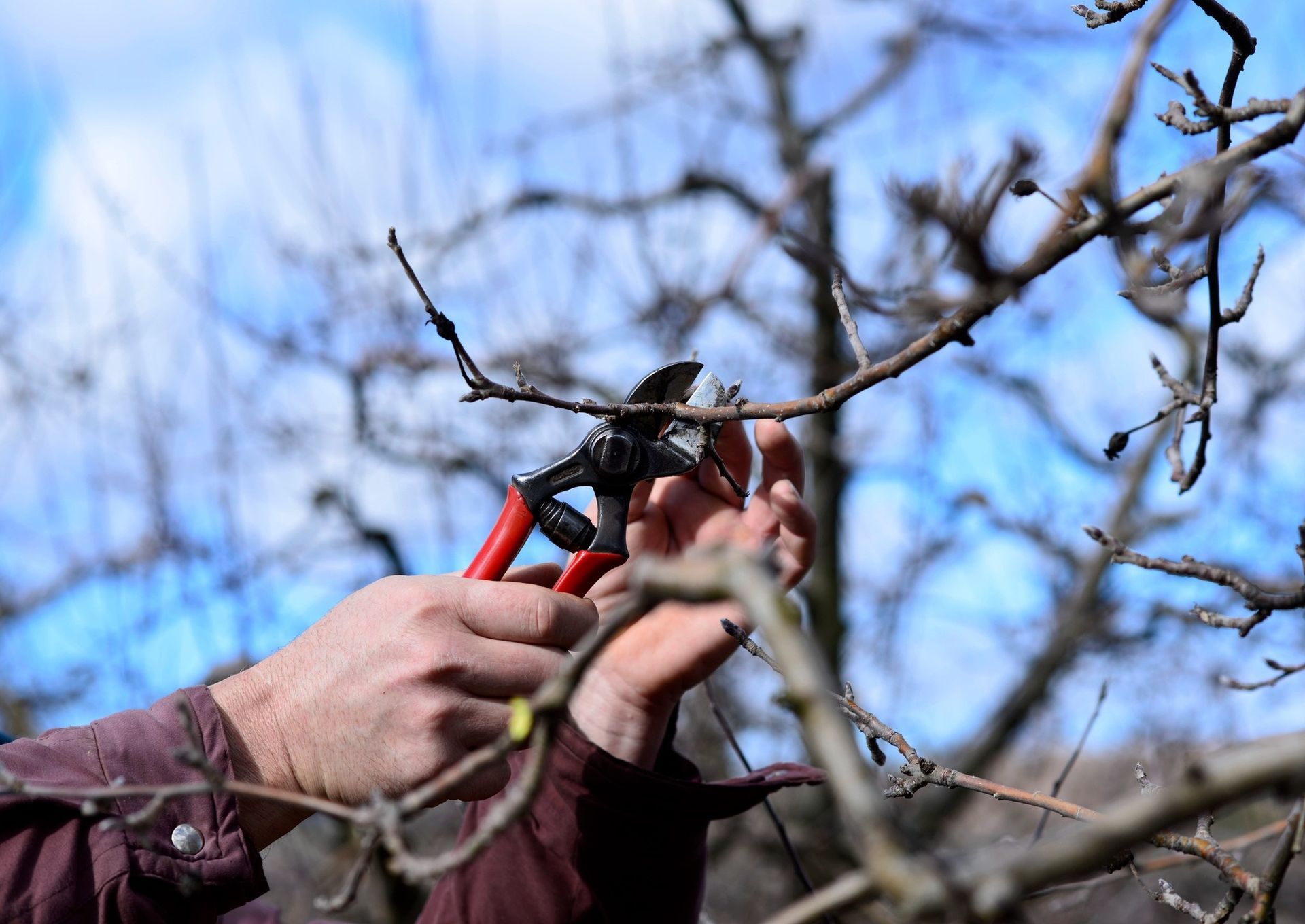 A person is cutting a tree branch with a pair of scissors.