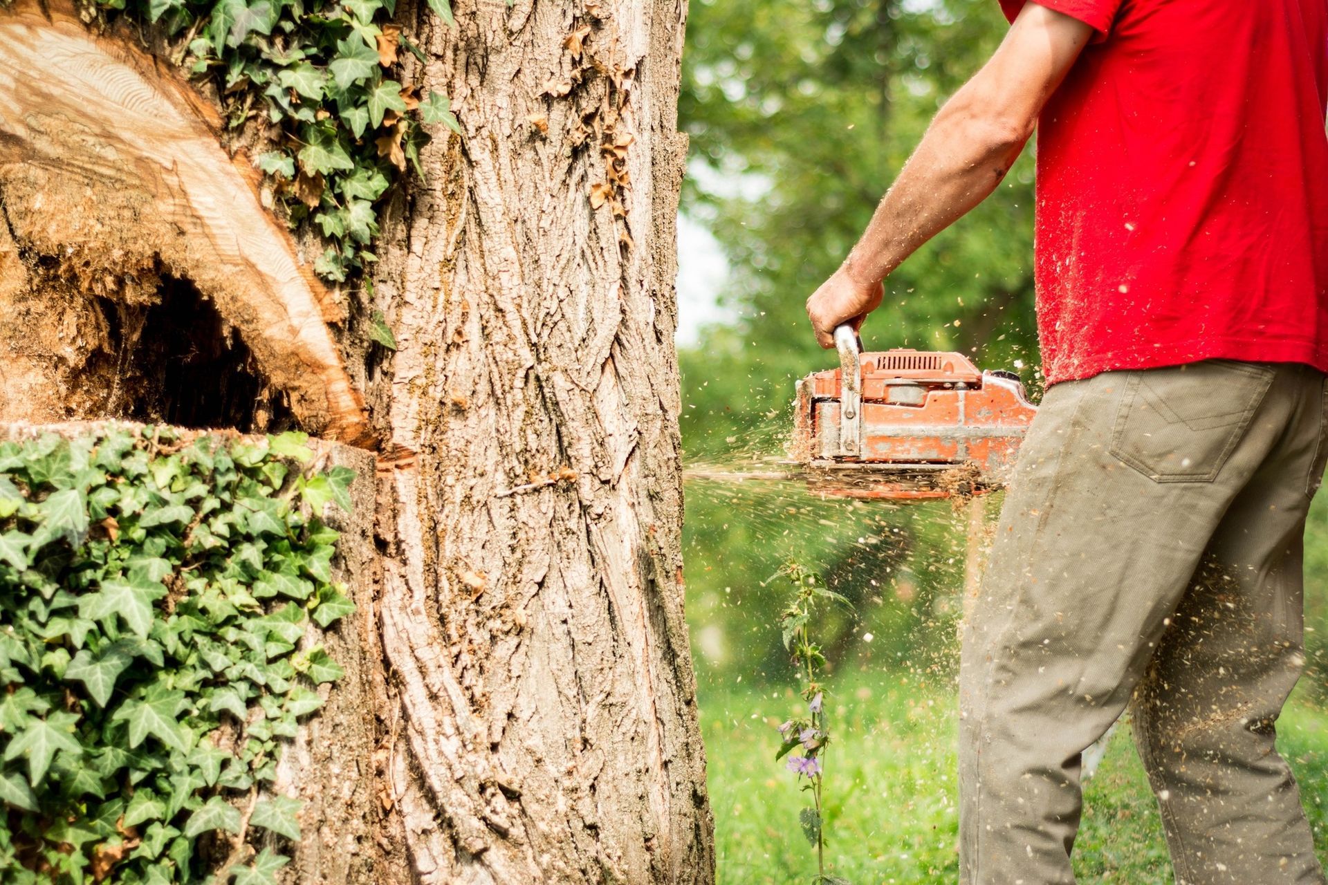 A man is cutting a tree with a chainsaw.