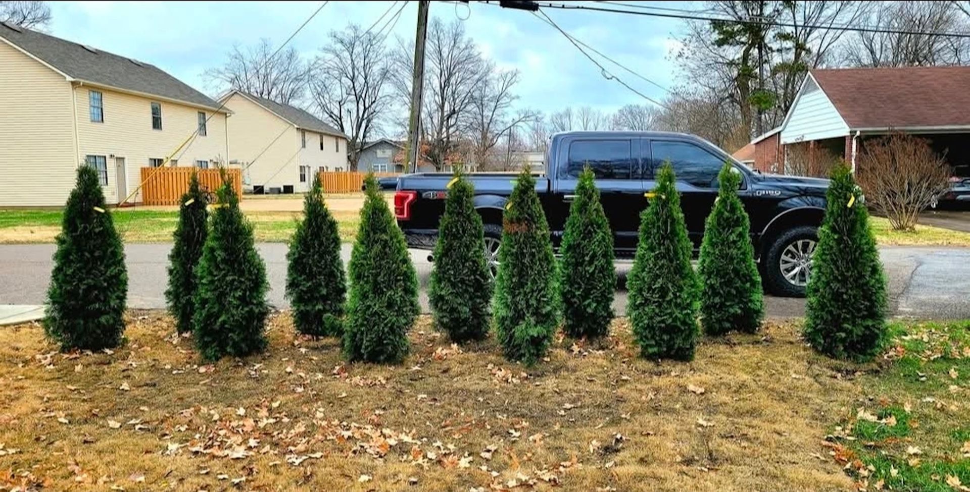 A row of small evergreen trees in front of a black pickup truck parked on a residential street.