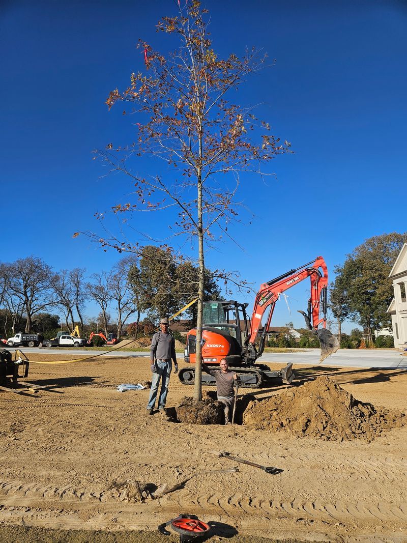 Tree being planted with a small excavator on a construction site; two people are present.