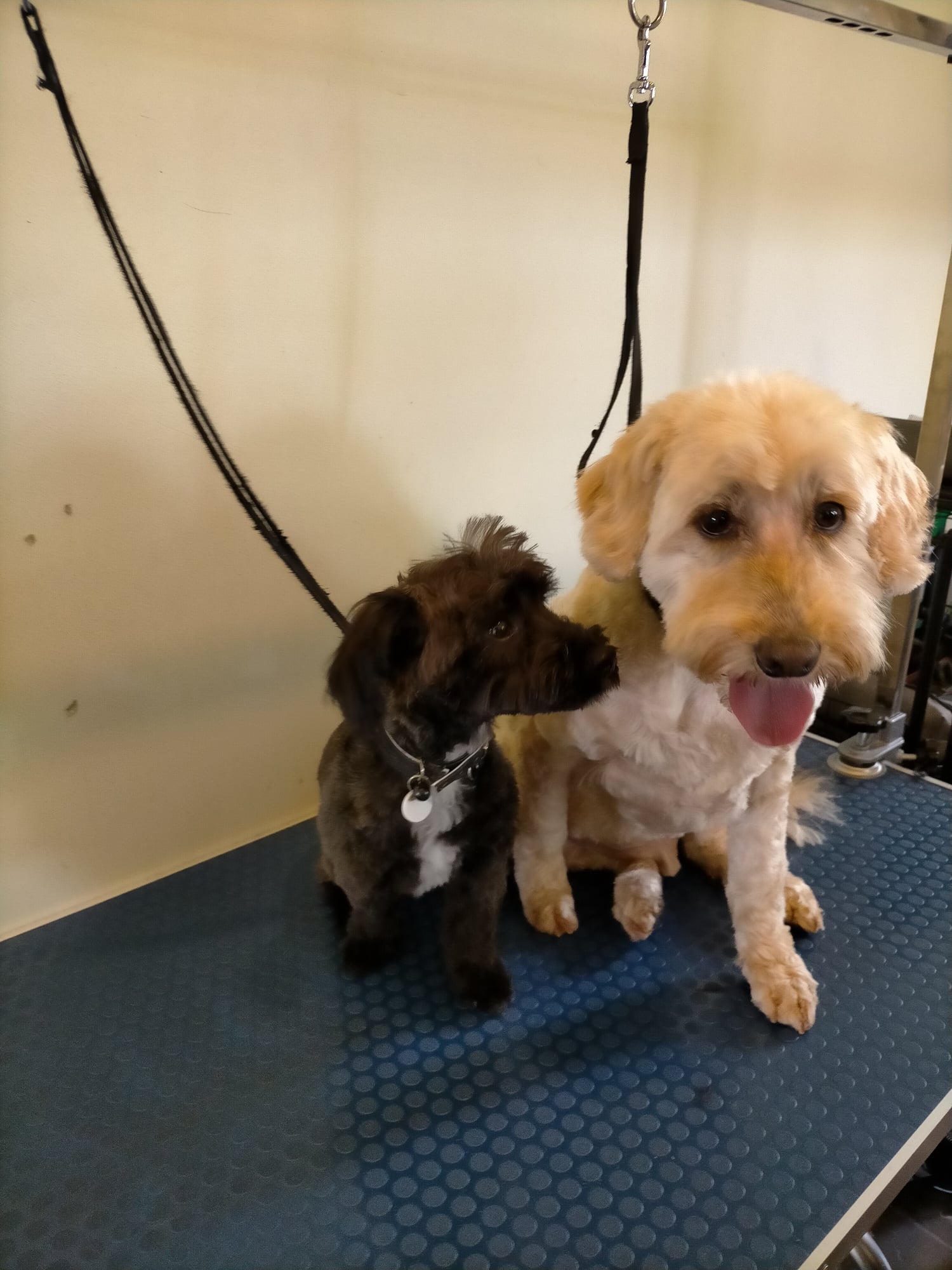 Dog Groomer, Pet Grooming Services All 4 Pets Grooming