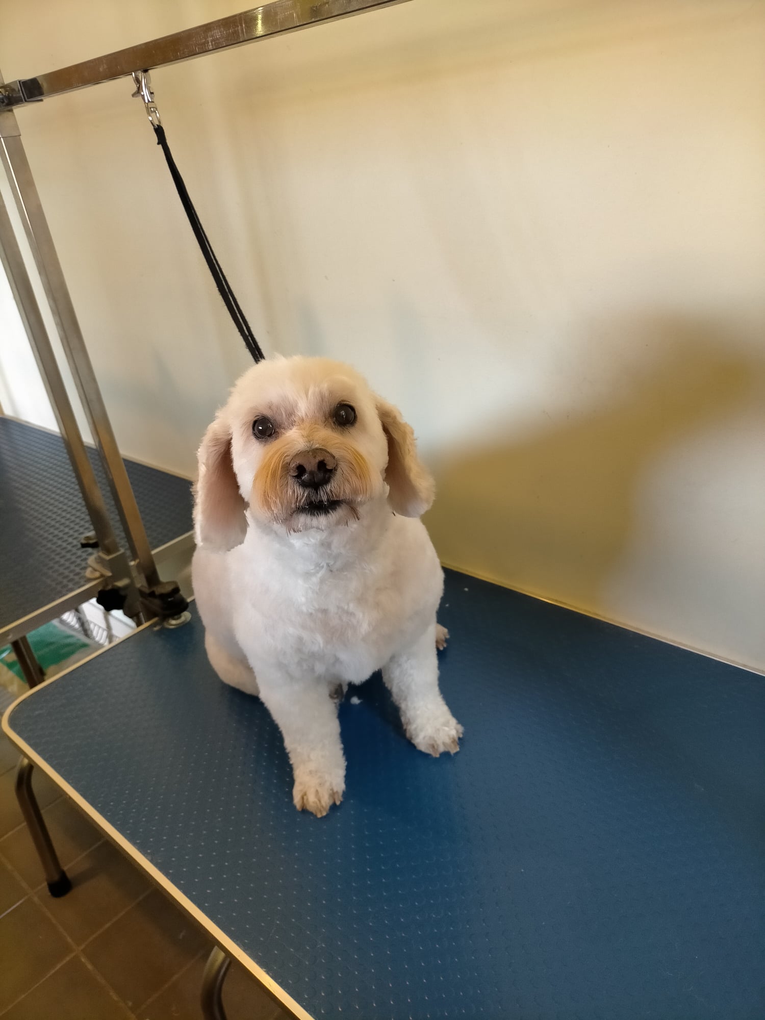 Dog Groomer, Pet Grooming Services All 4 Pets Grooming