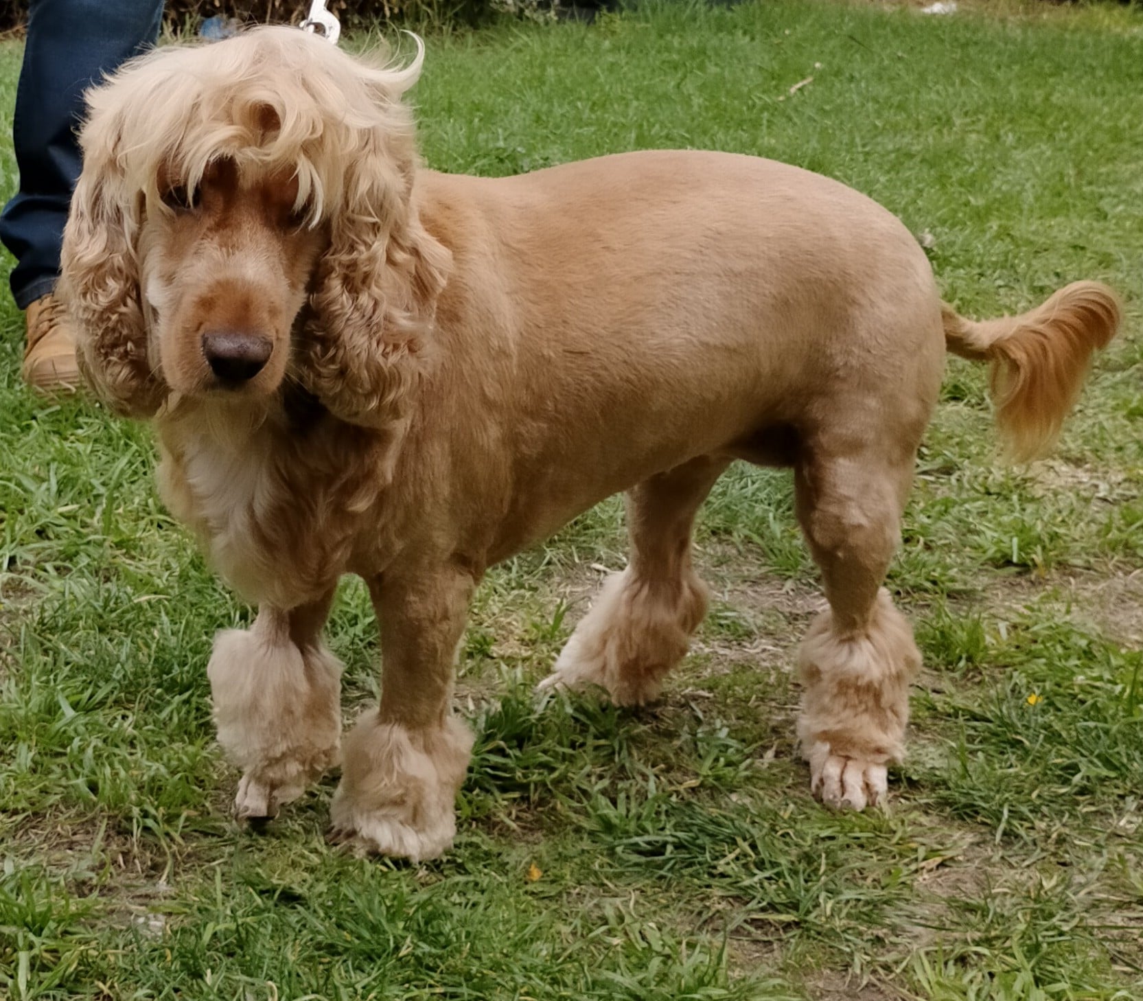 Dog Groomer, Pet Grooming Services All 4 Pets Grooming