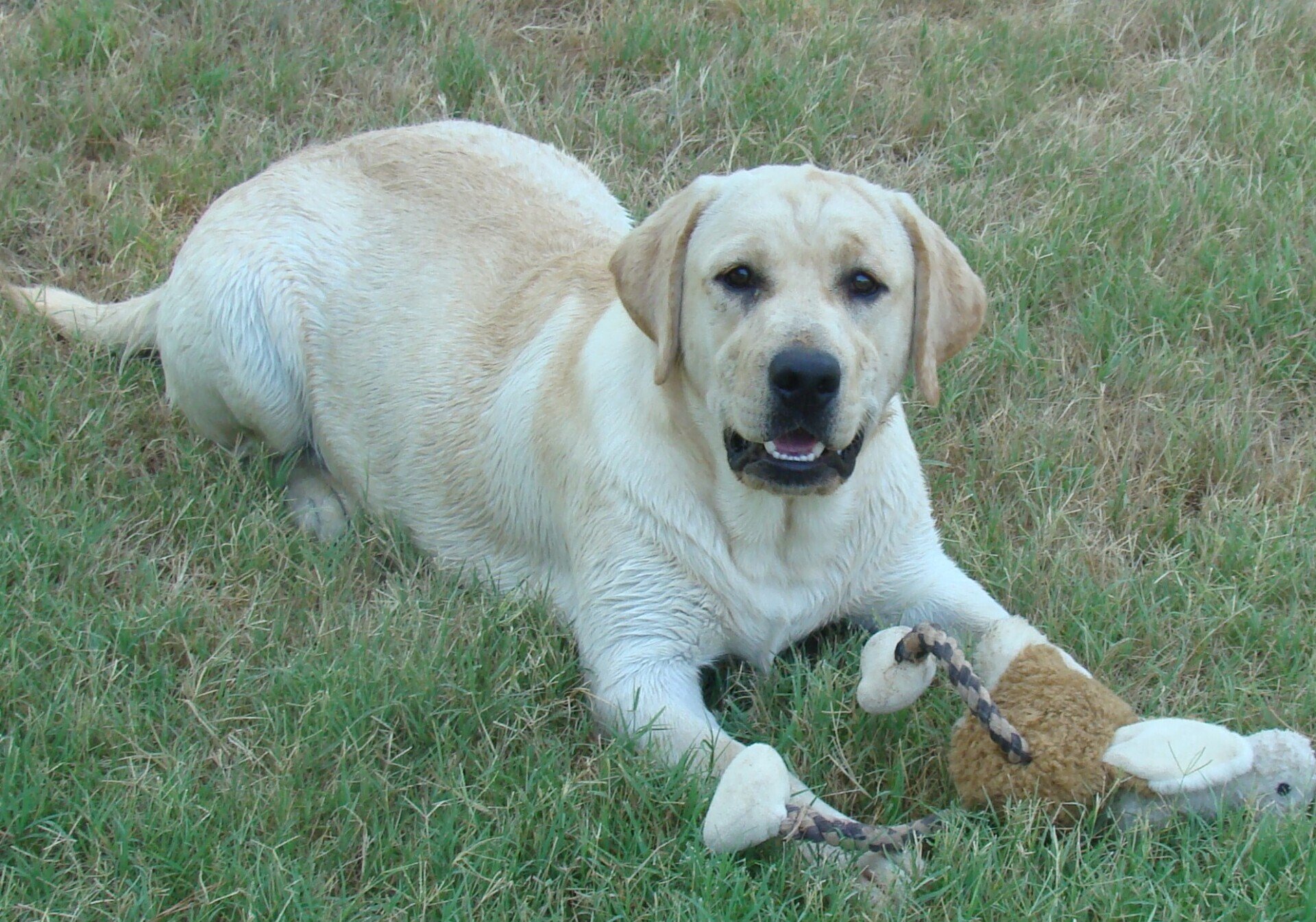 Available Labrador Retrievers