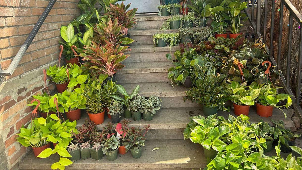 Potted tropical plants lining both sides of outdoor concrete steps by a brick wall