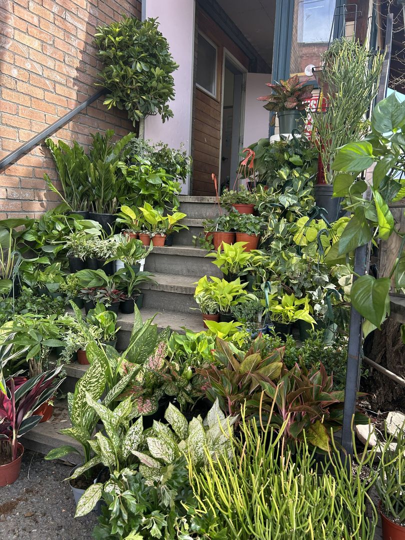 Brick house entry with concrete steps, dense potted tropical plants, and a narrow walkway