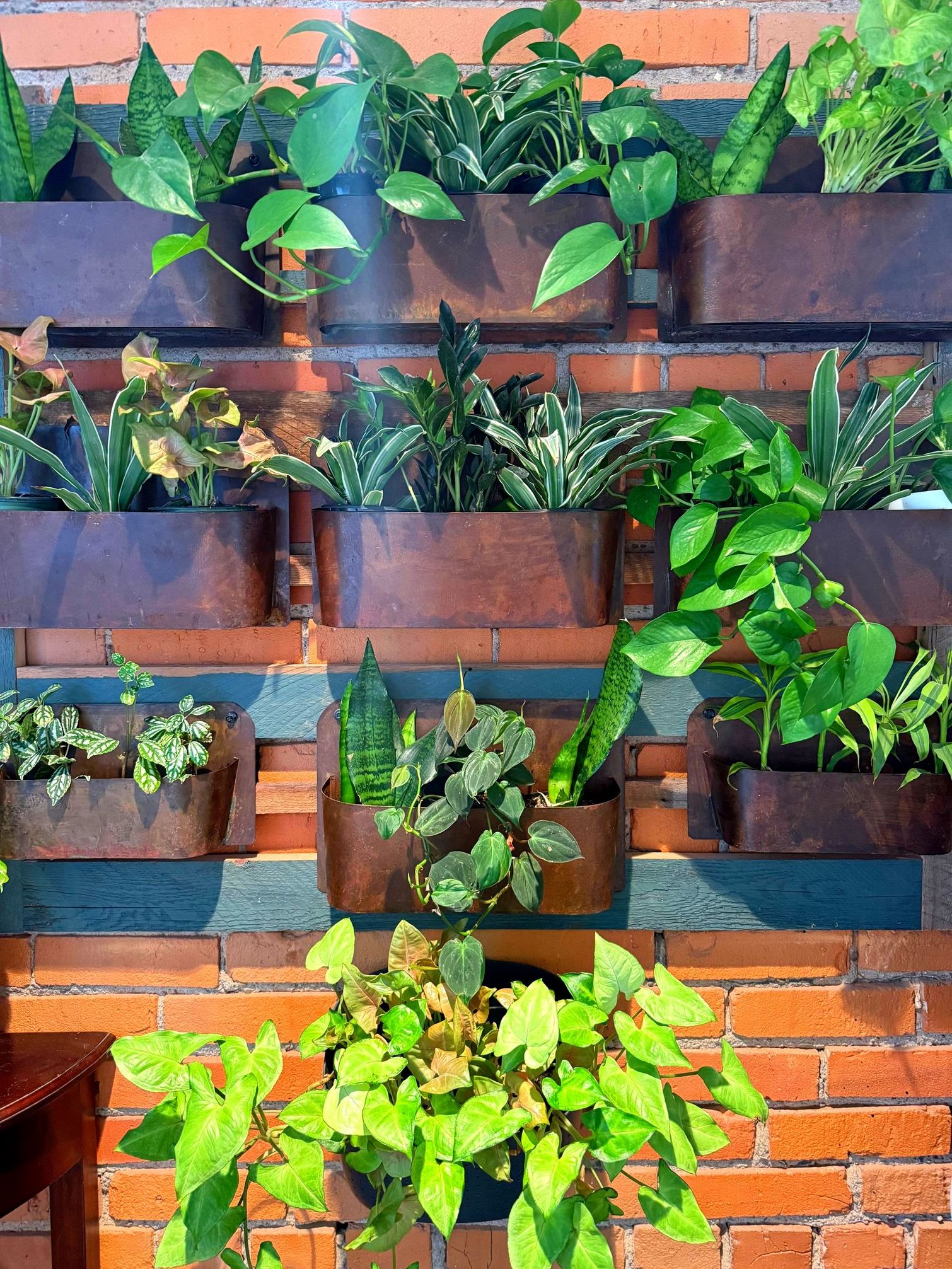 Potted green plants arranged on a brick wall and ledge in bright sunlight