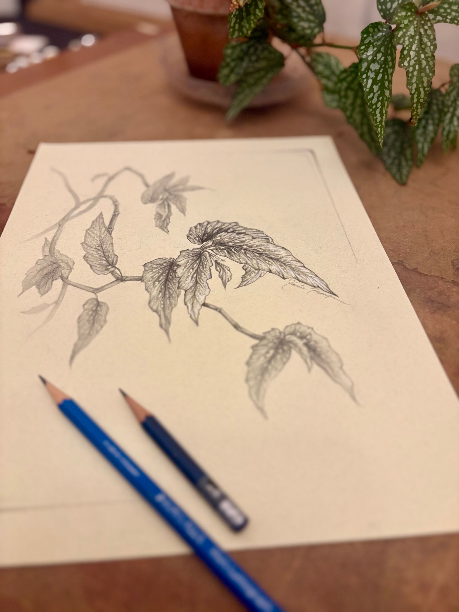 Pencil sketch of a bird on paper with blue pencils on a wooden table