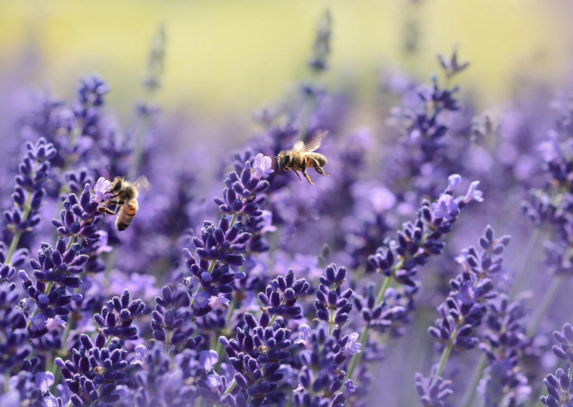 Two bees are flying over a field of lavender flowers.
