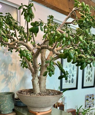 A beautiful jade plant inside the Leaf + Quiet plant boutique in Missoula, Montana