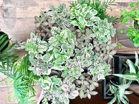 Potted variegated succulents arranged on a tabletop, with green leaves and a wooden background.