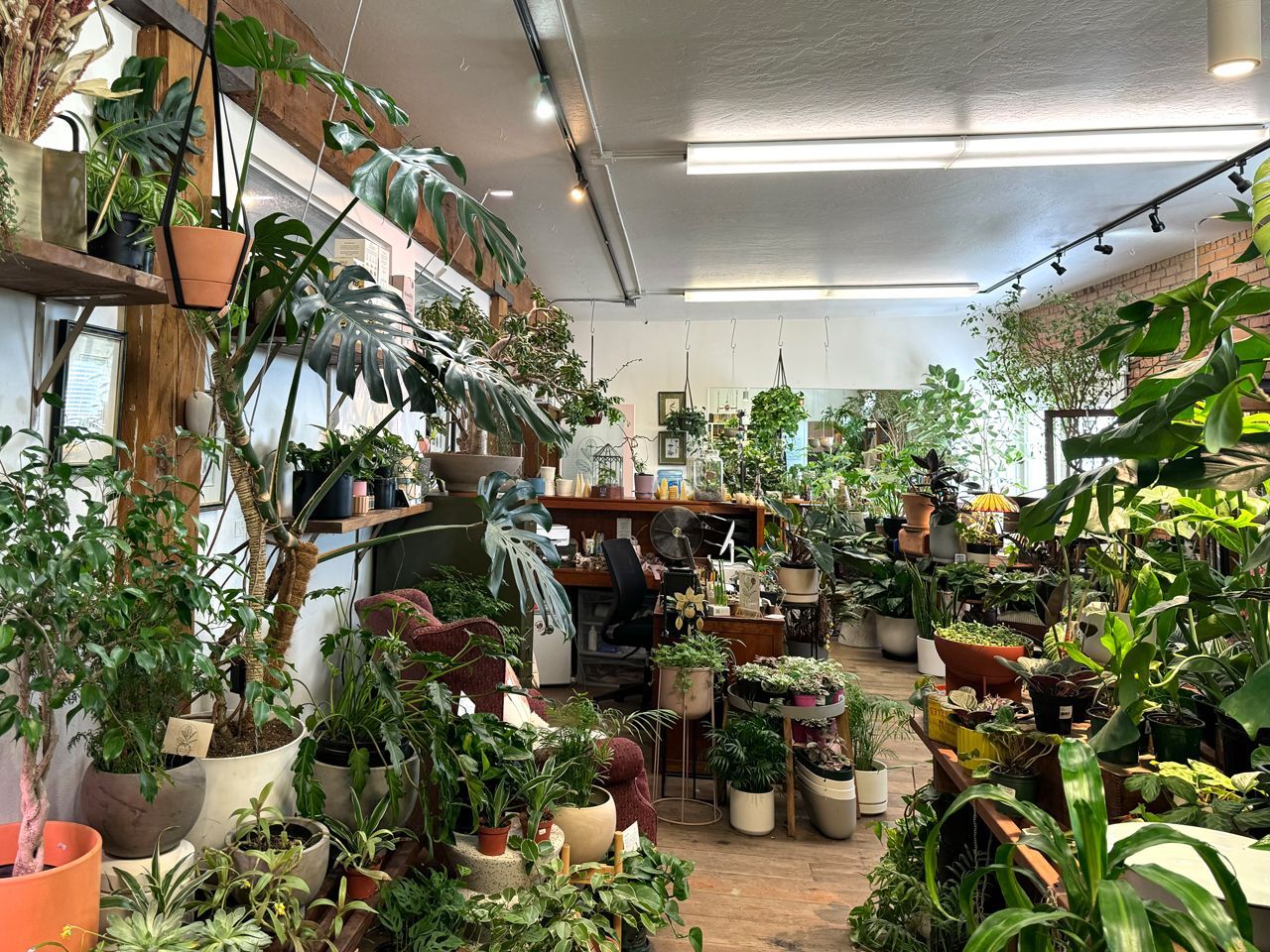 Indoor plant shop filled with lush potted greenery and hanging vines under bright ceiling lights