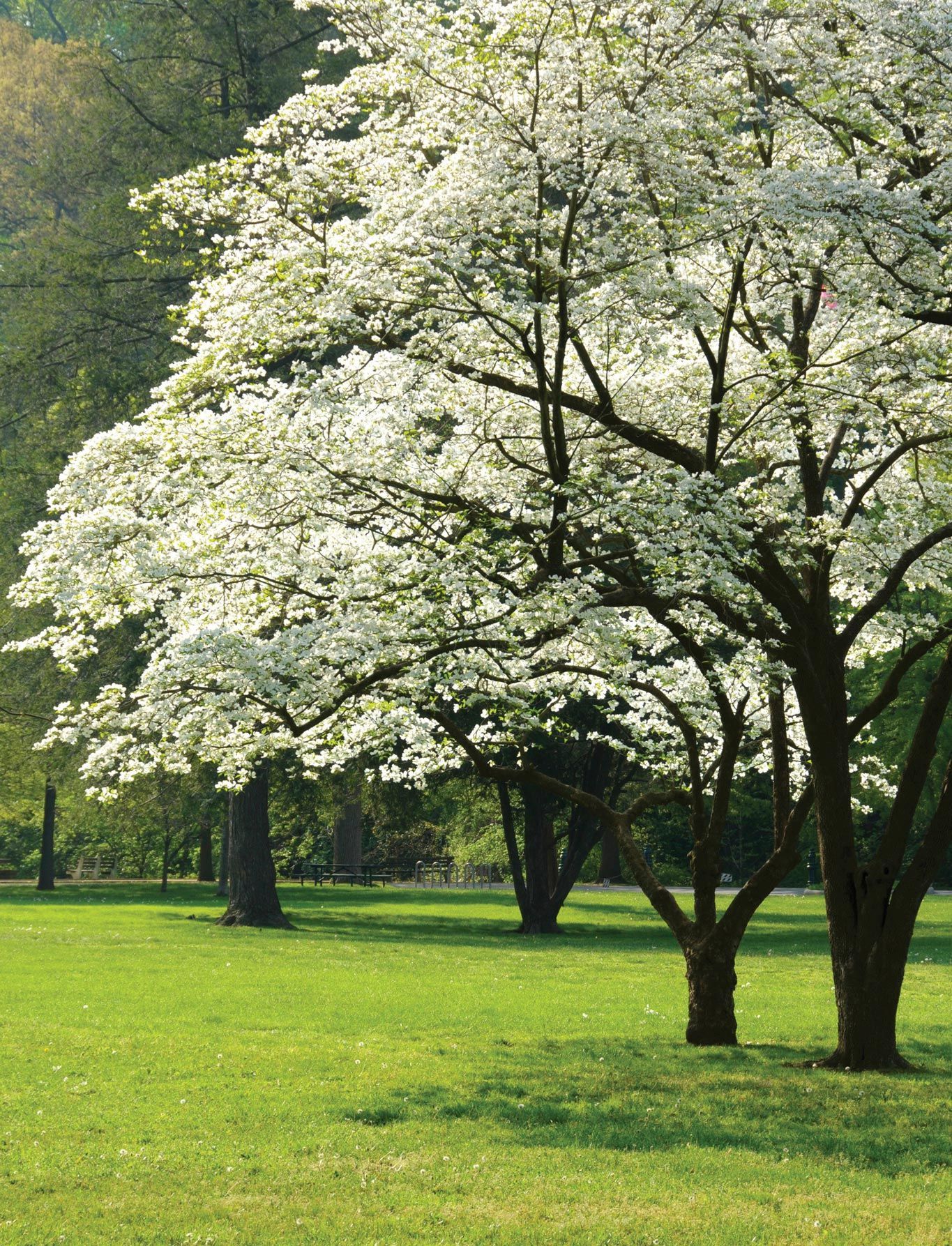 White flowering trees in a grassy park, bathed in sunlight.