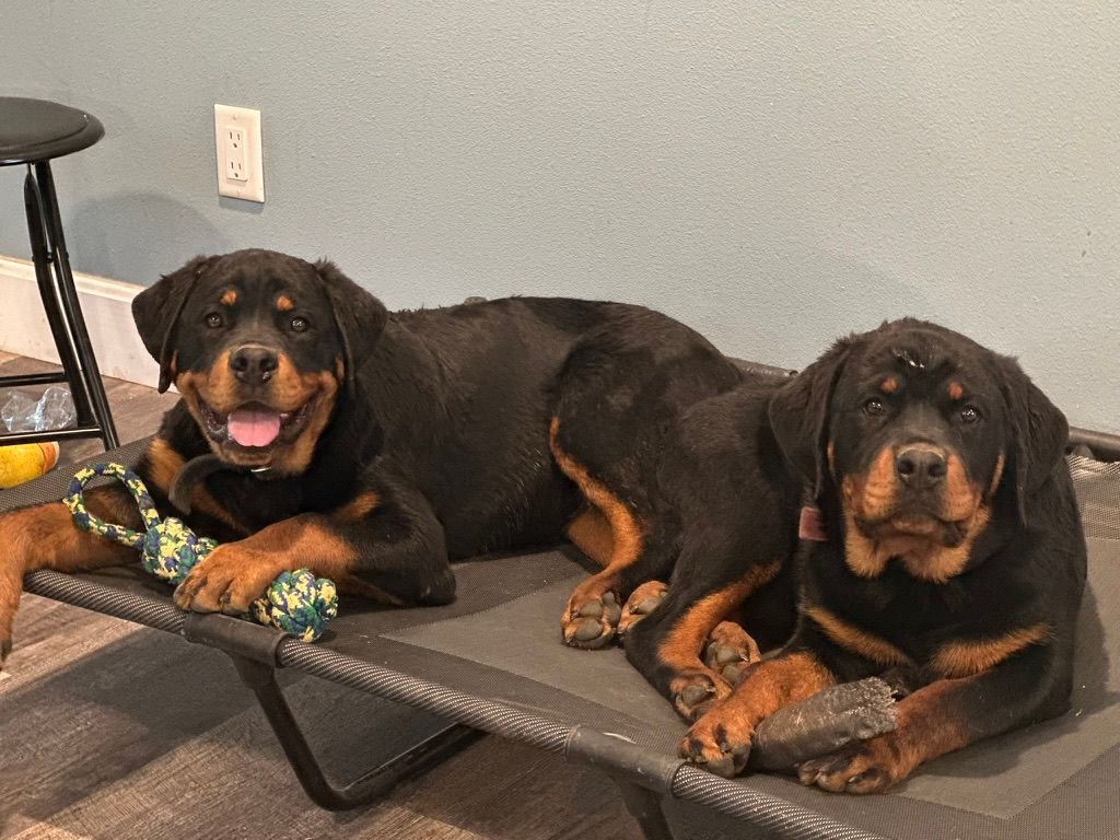 Female Rottweilers Should you pick a male or female Rottweiler to bring home?