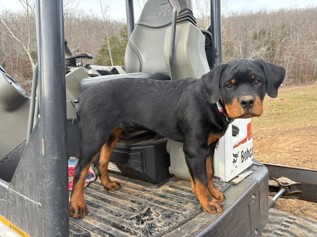 Nyx puppy 3