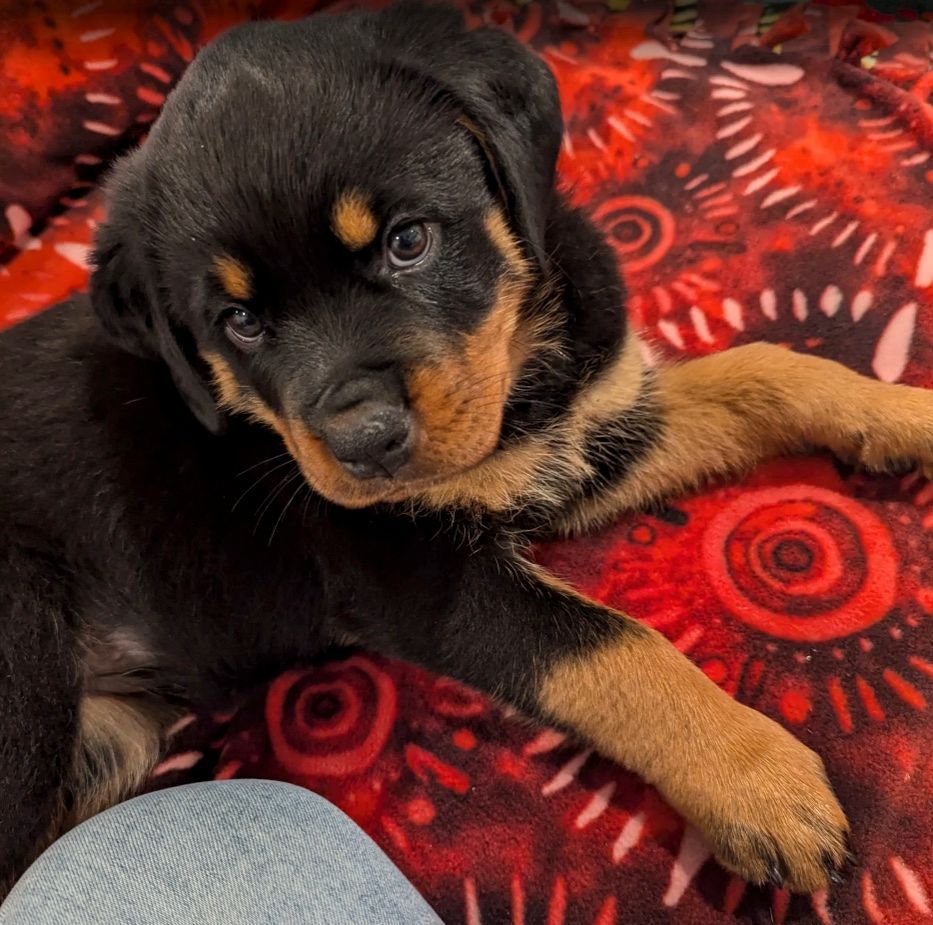 Spartan Rottweiler's Andromeda puppy