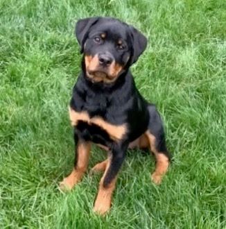 Training a puppy with manners