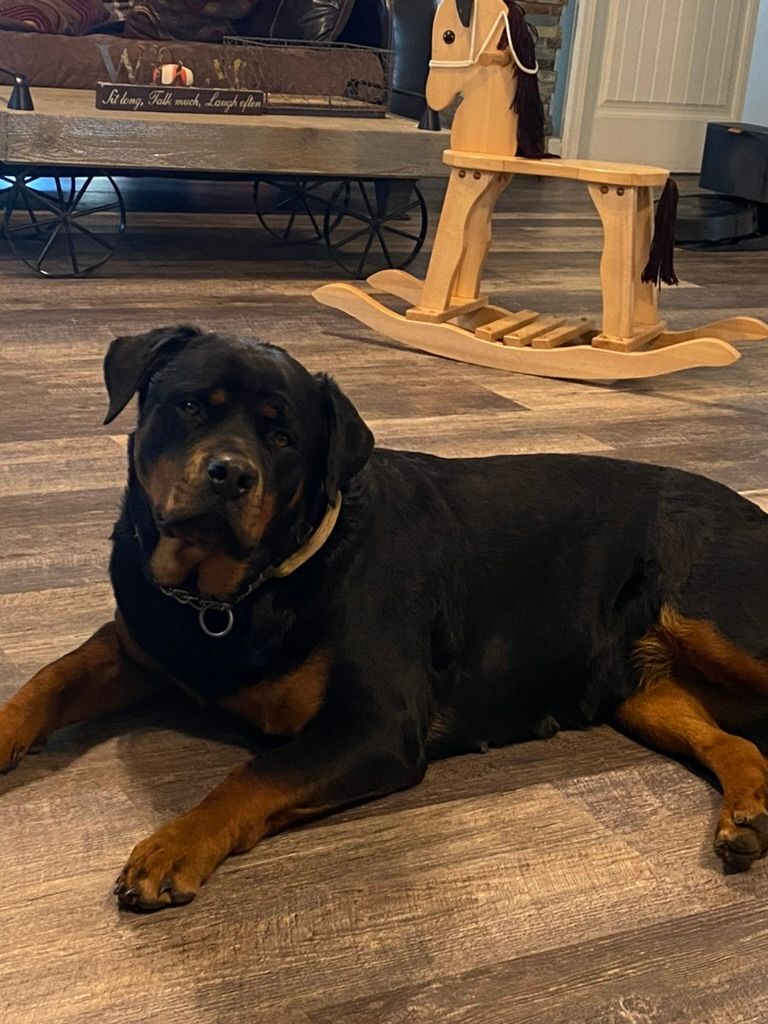 Retiring female Rottweiler