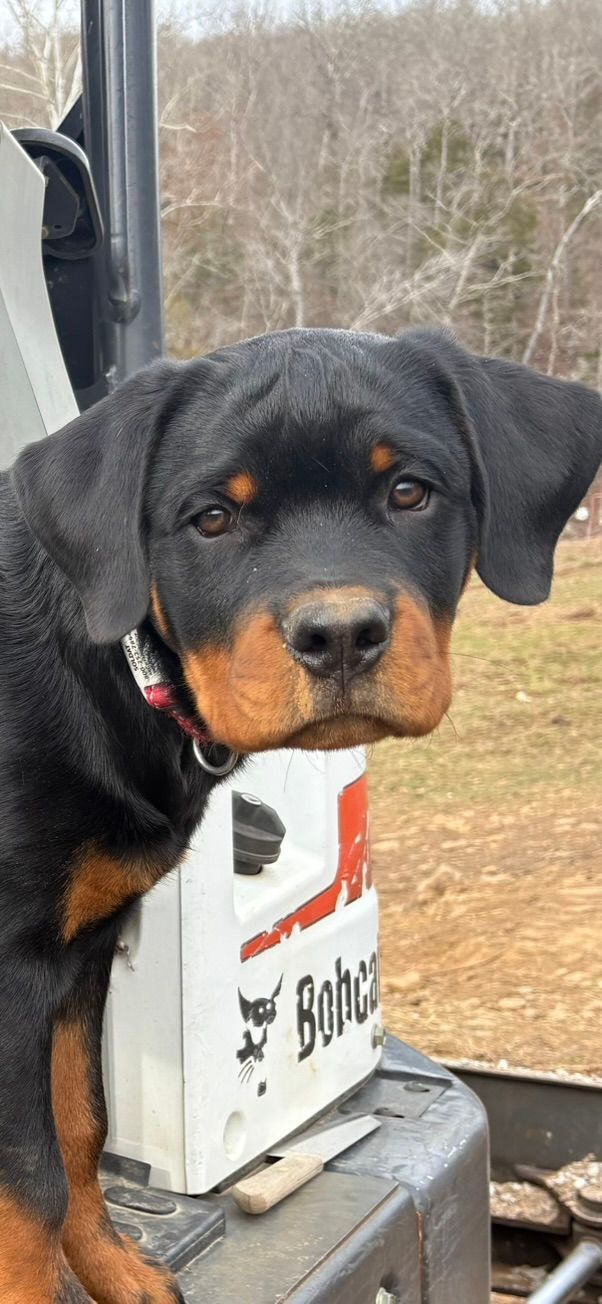 Nyx puppy 4
