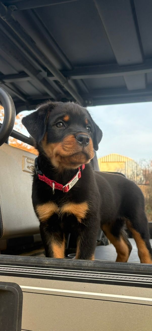 Nyx puppy 7