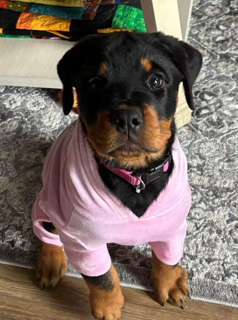 Puppy dressed in shirt
