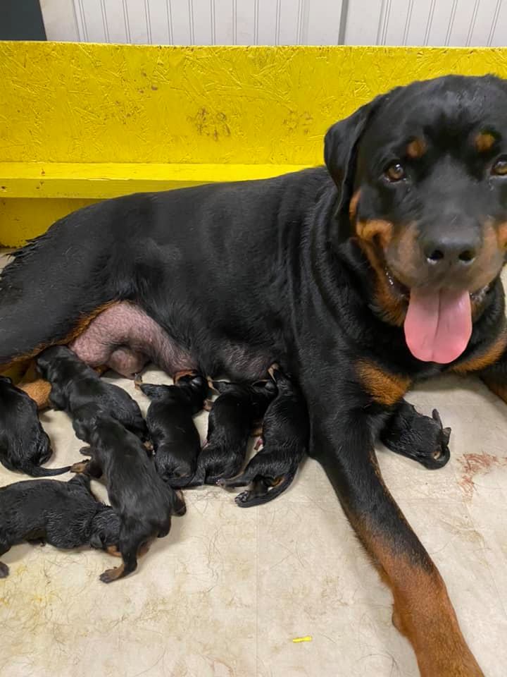 Mama Rottweiler with brand new puppies