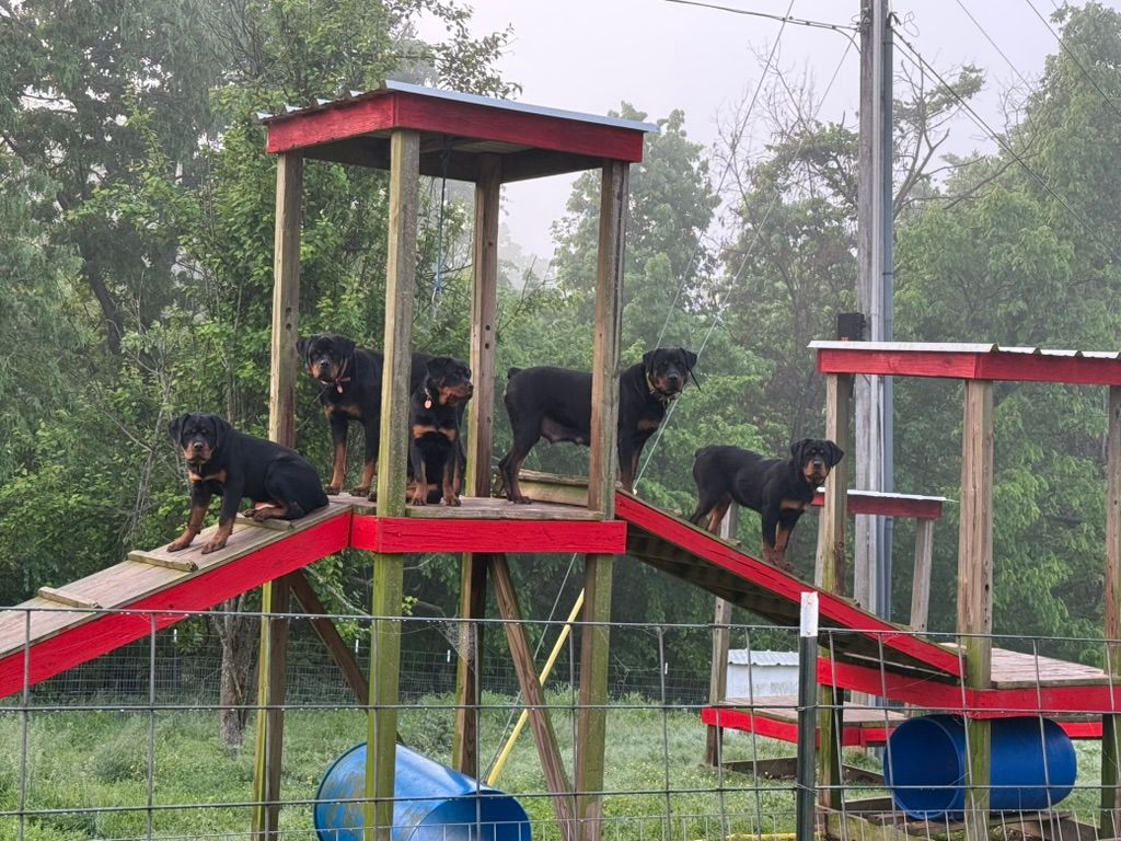 Dog Playground