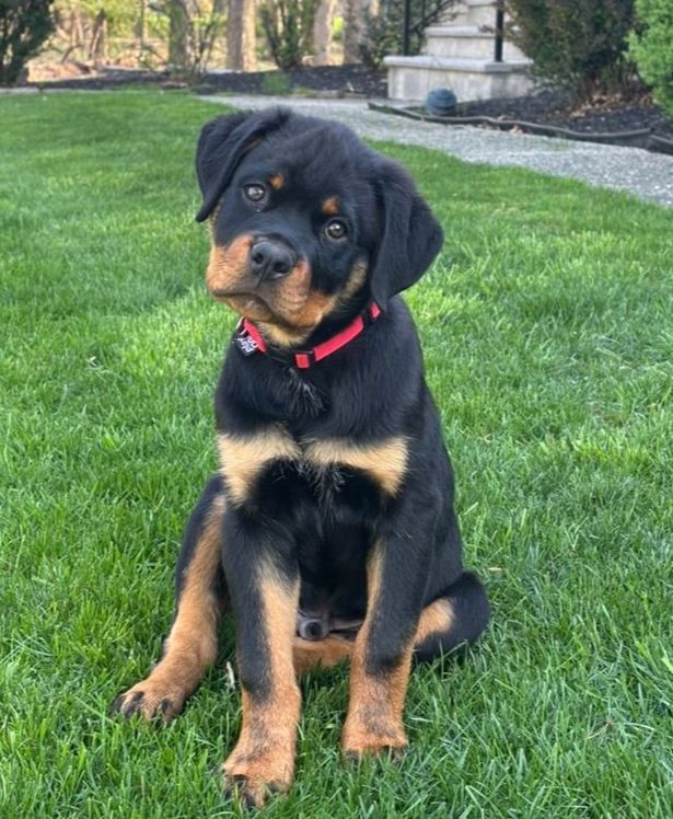 Tilted head interested puppy