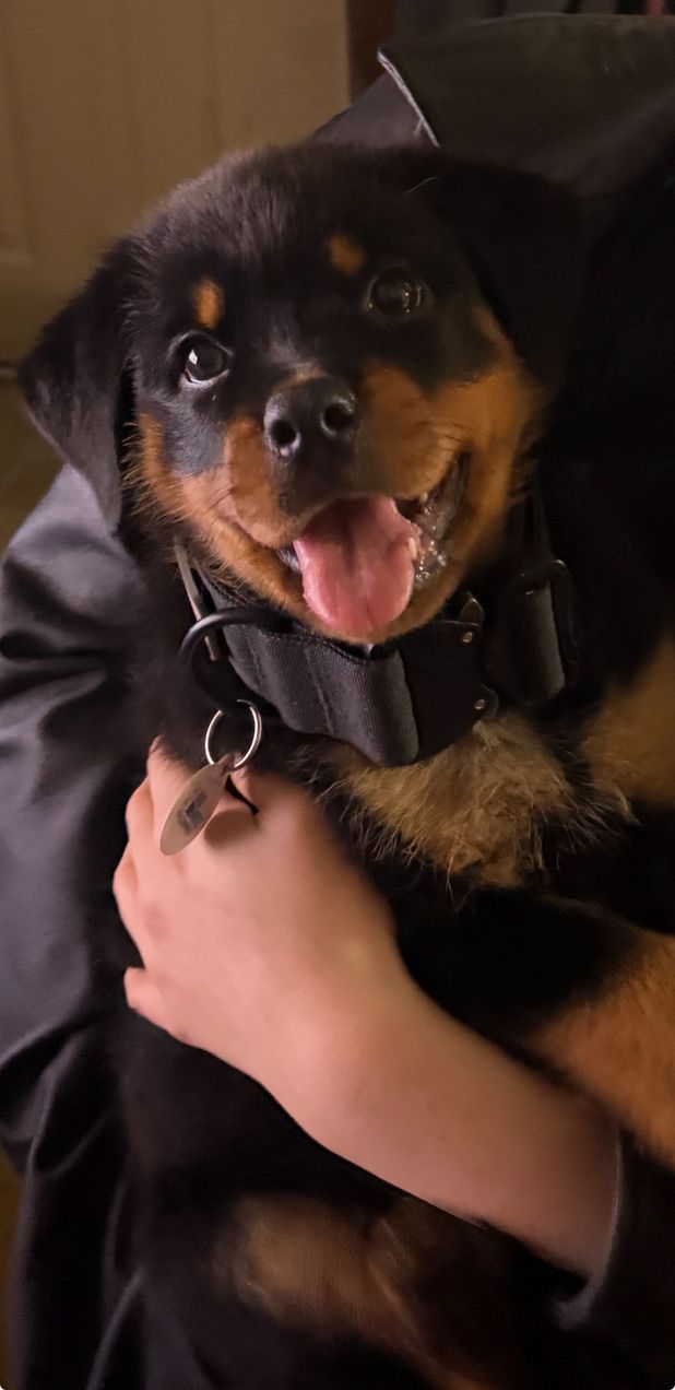 Nyx puppy 8