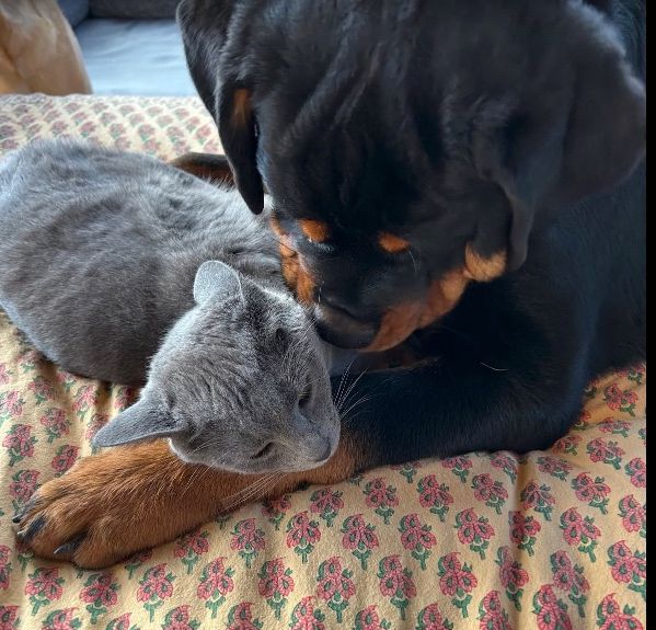 Puppy with a cat