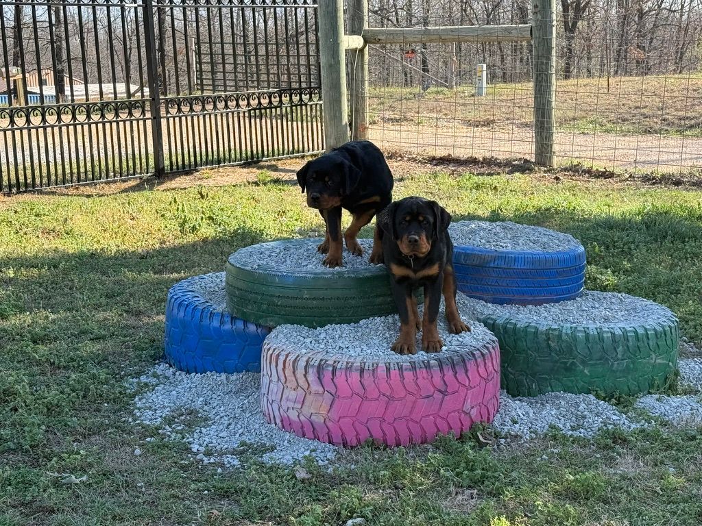 Puppies on puppy jungle gym