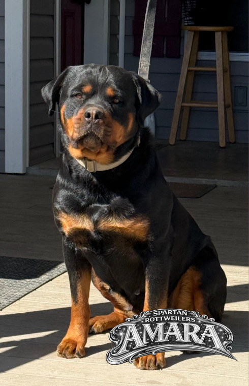 Three year old female Rottweiler of Spartan Rottweilers