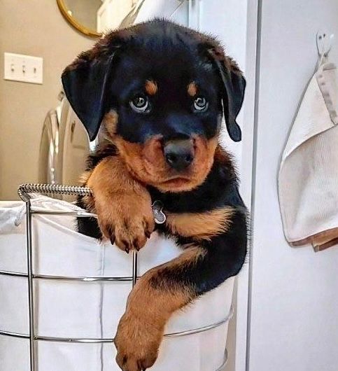 Puppy in a laundry basket