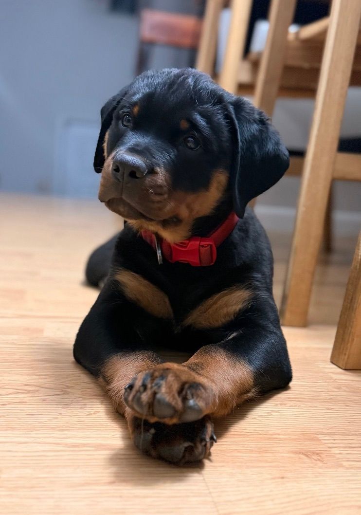 Nyx puppy 13