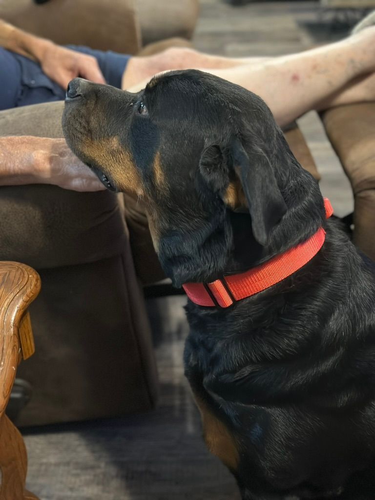 Retiring female Rottweiler